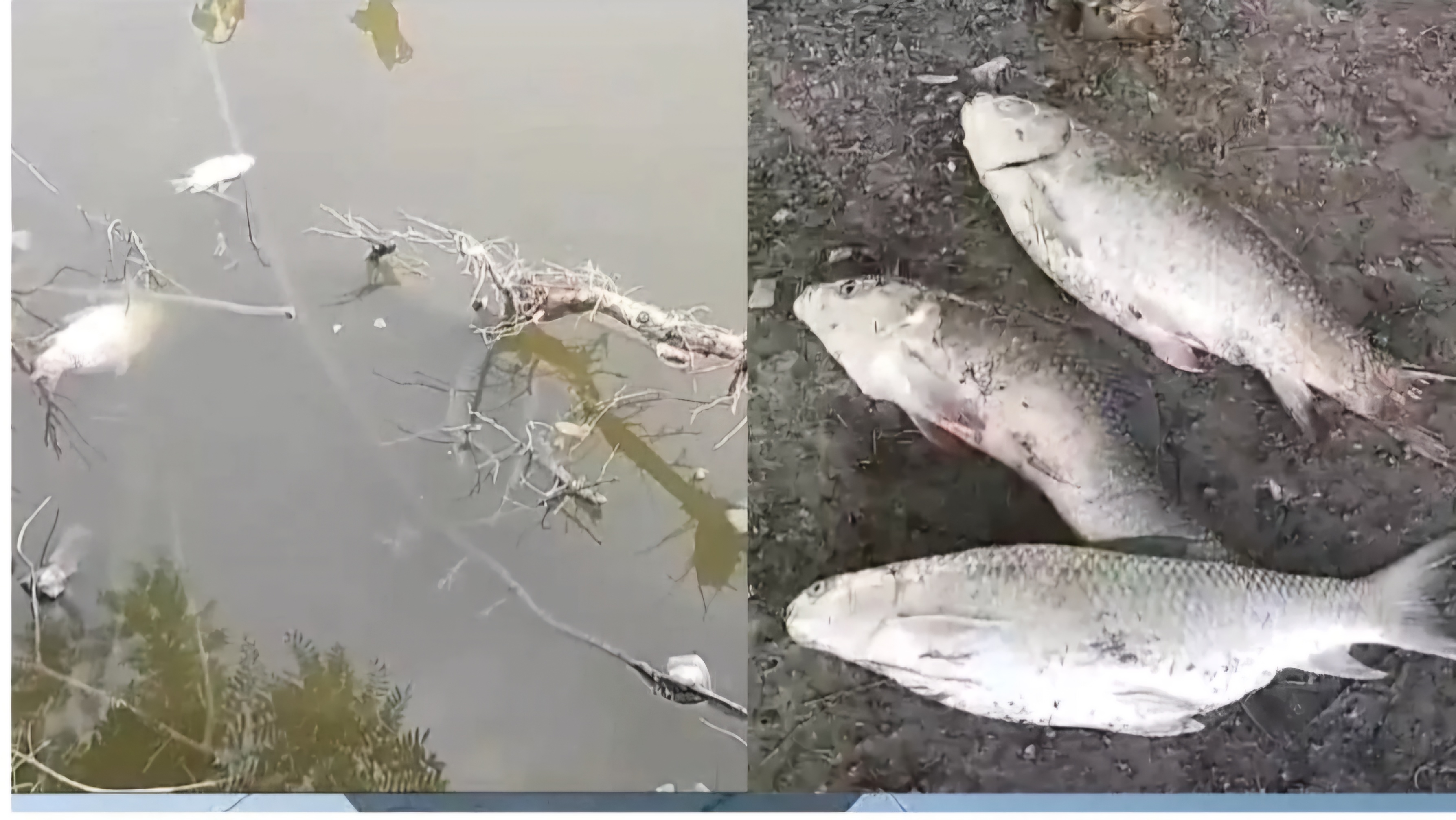 जिम्मेदारों की लापरवाही से मर रही मछलिया, पानी से आ रही जुर्गन्ध, जाँच में जुटी पुलिस